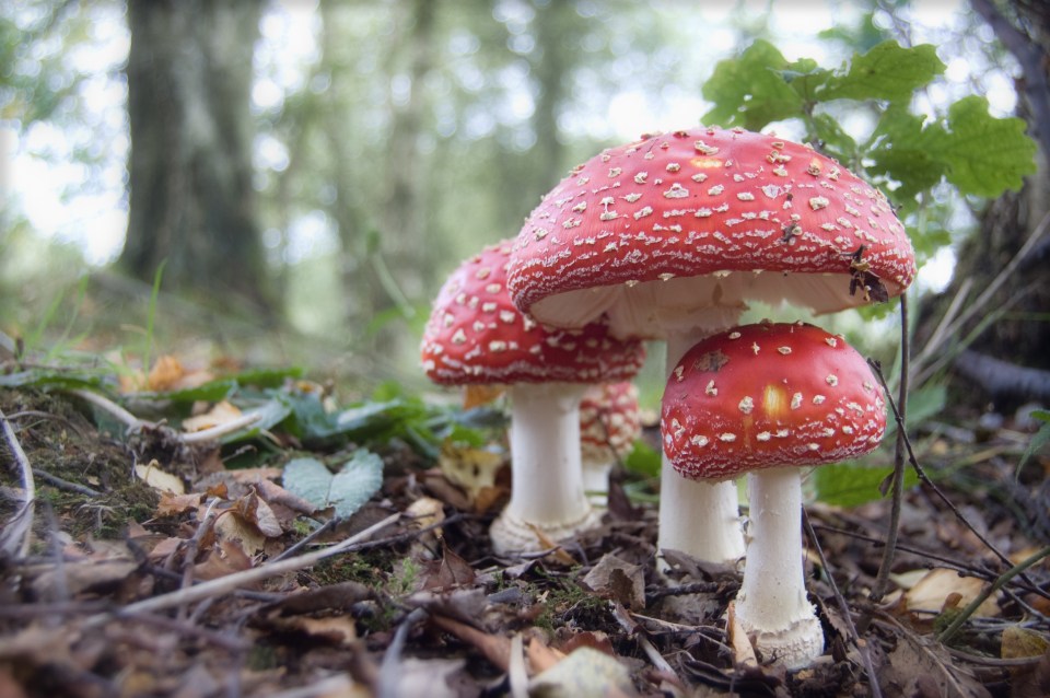 Boffins believe mushrooms can talk to each other and have a vocabulary of up to 50 words