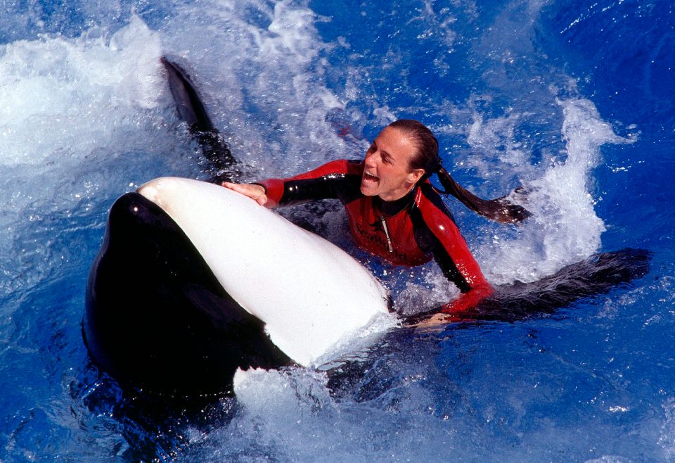 Dawn Brancheau's dream job was working at SeaWorld