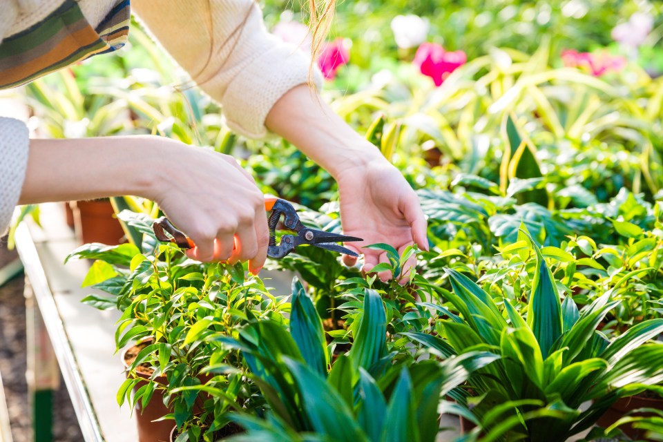 A gardening expert has cleaned camomile tea, milk or even Coca Cola can banish weeds