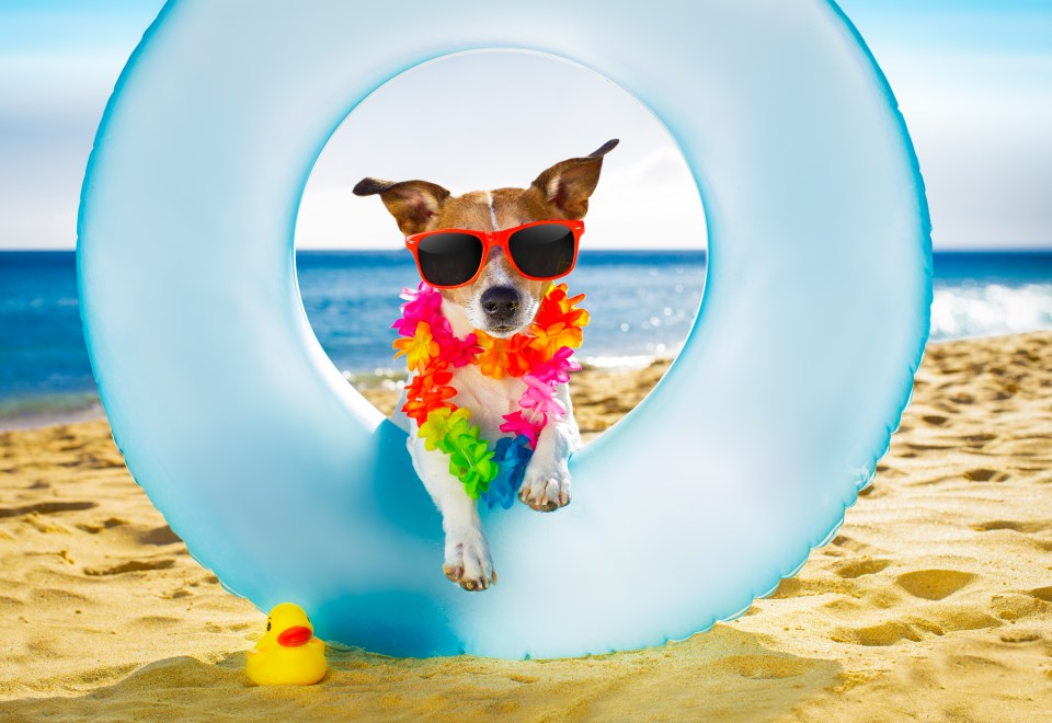 Taking your beloved pet pooch on holiday could cost you £180 depending on destination