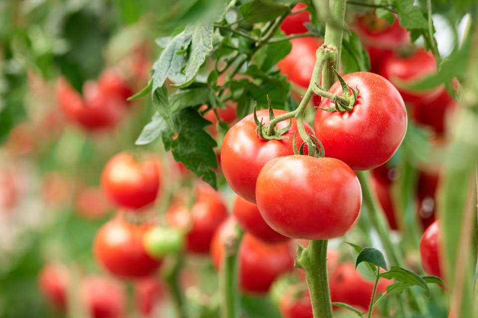 Homegrown tomatoes can taste even better than store-bought ones with these gardening tips