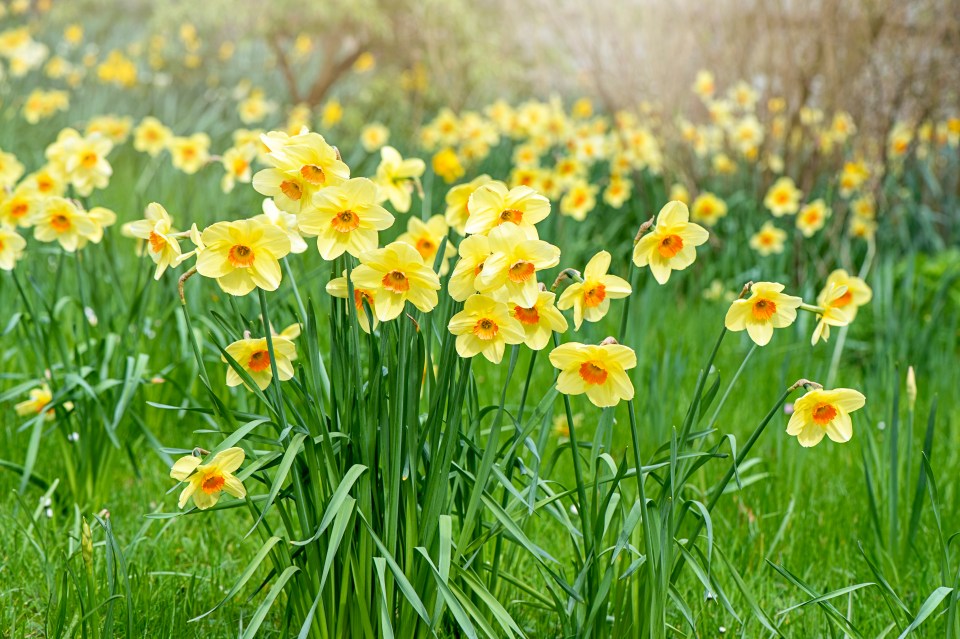 She revealed that Daffodils were one of her mum's favourite plants in the emotional tribute