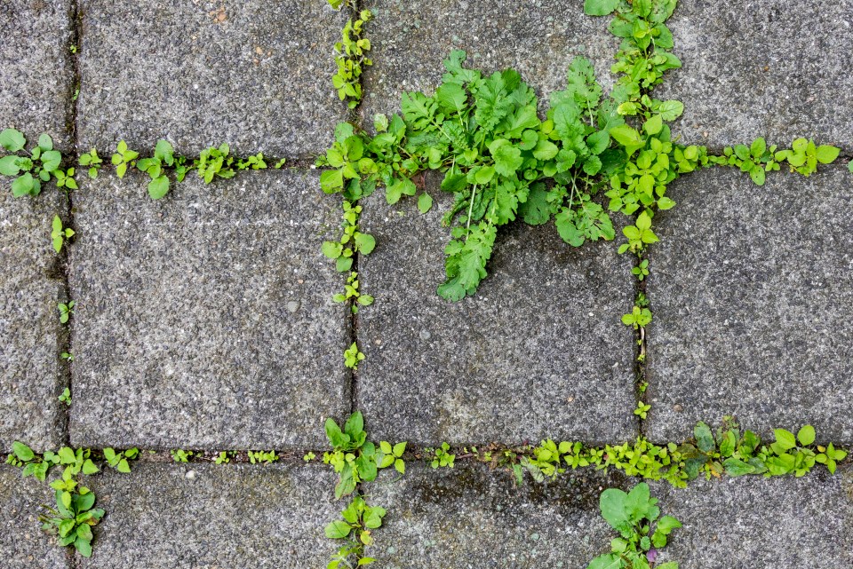 The experts at Gardening Express said white vinegar is great for tackling weeds