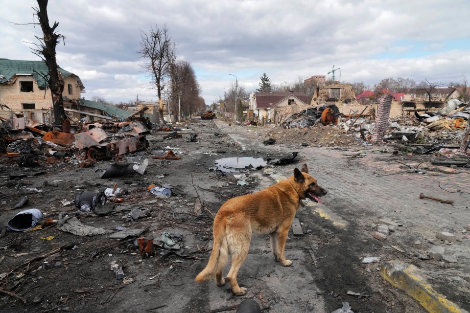 A dog wanders around destroyed houses and Russian military vehicles