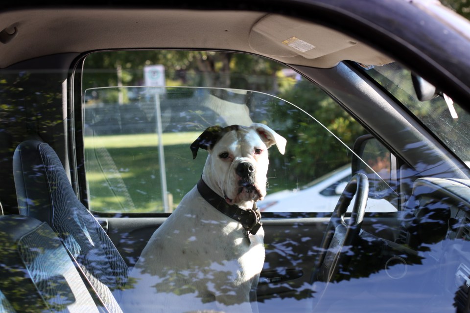 Driving with your dog could cause nearly £2,000 in damage to your car