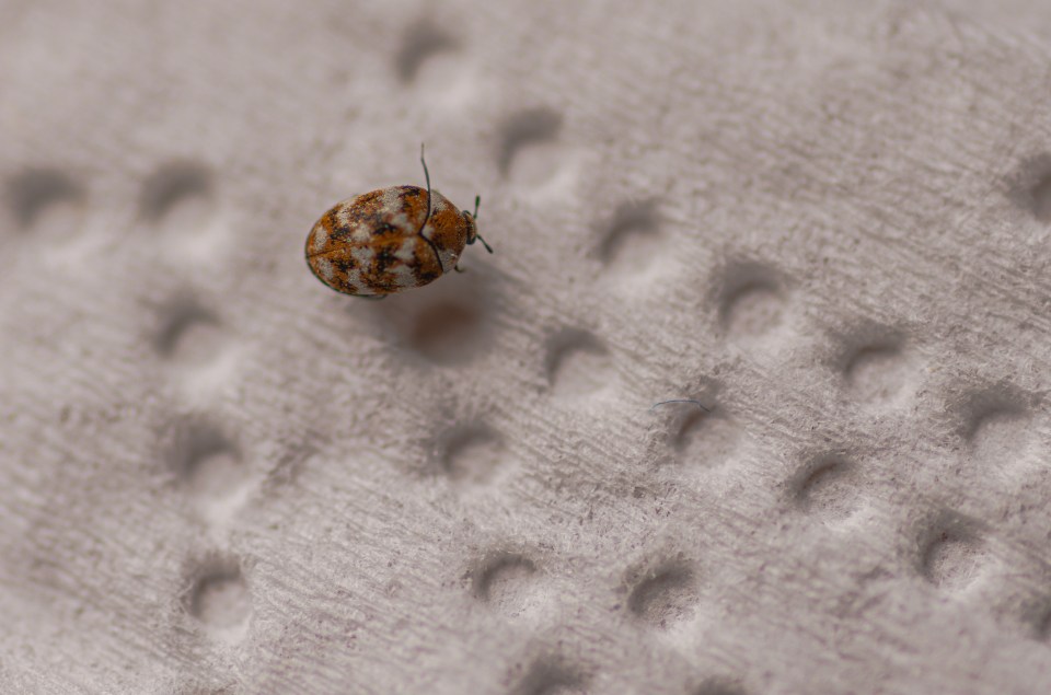 Carpet beetles may be tricky to spot, but you can see evidence they're in your home