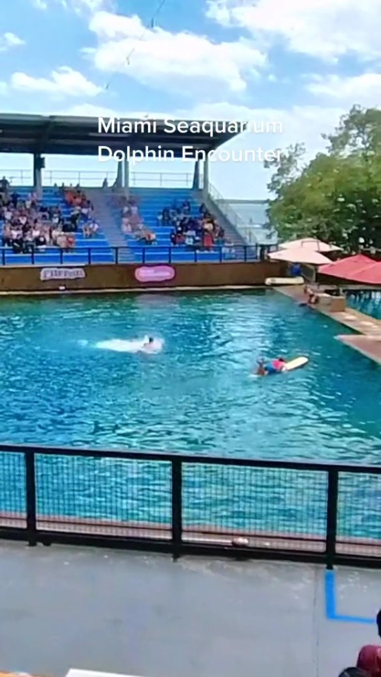 Footage shows the moment the dolphin started to attack