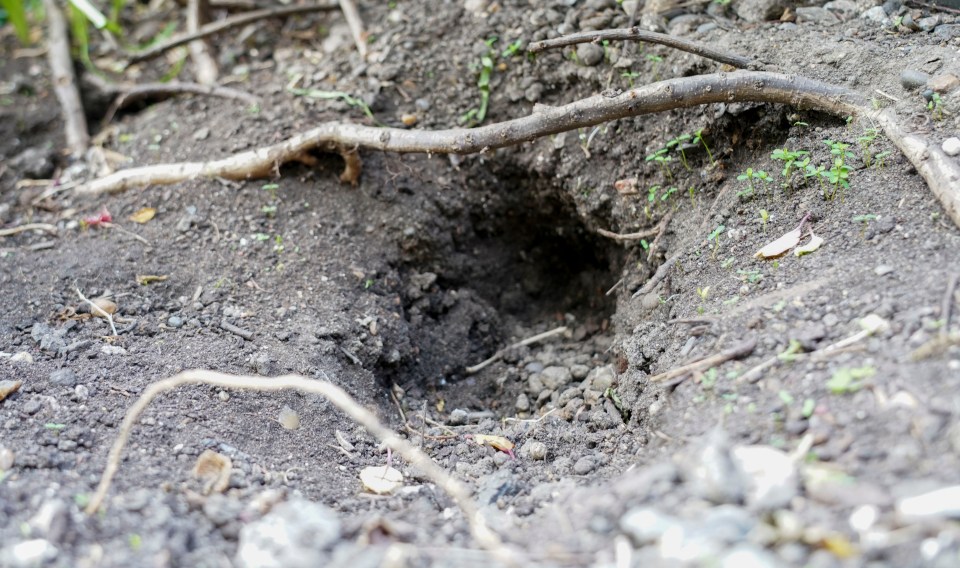 The rats have burrowed in the flower bed in front of Bridget's home