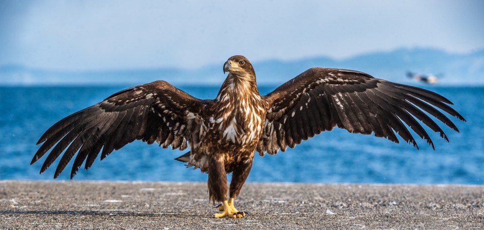 Angus MacNEIL is a Scottish National Party MP and part-time farmer - who is calling for the destruction of the beautiful white-tailed eagles in the north of Scotland