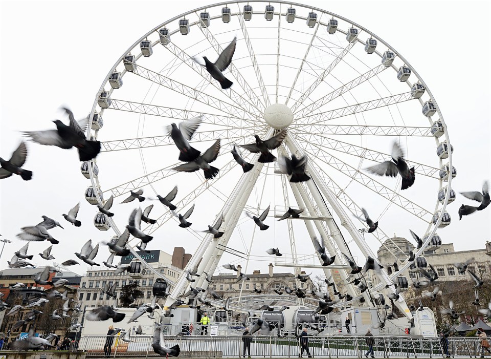 Pigeons in Piccadilly Gardens in Manchester city centre