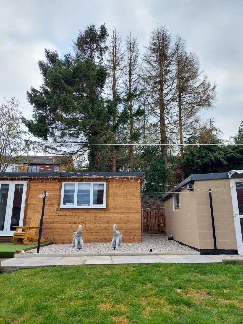 Alison is worried the huge 60ft trees will crash into her home during high winds