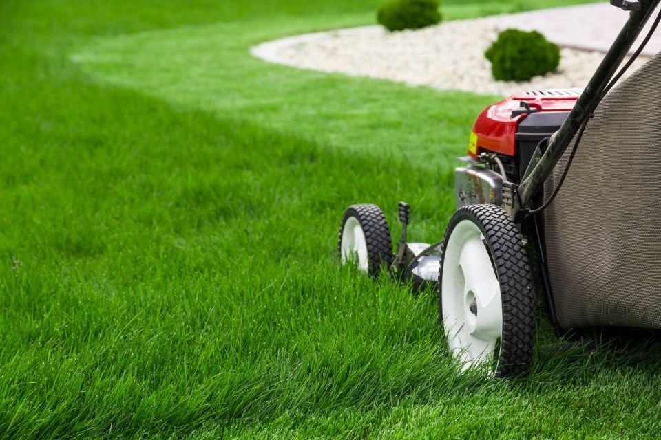 A gardening expert has revealed her secret to a lush green lawn and you only have to do it once a year