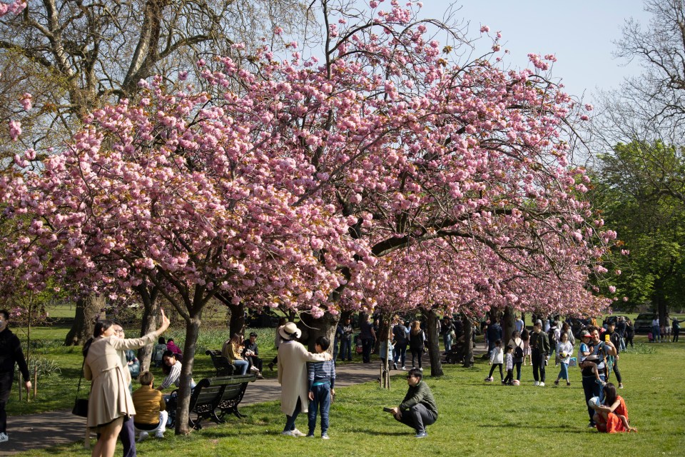 Brits walk near an avenue of cherry blossom trees during roasting weather in Greenwich Park in South East London