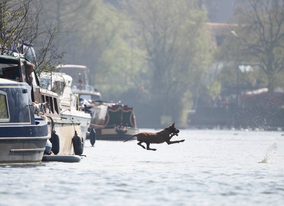 One pooch was spotted taking launching itself into the Thames River near Windsor on Saturday