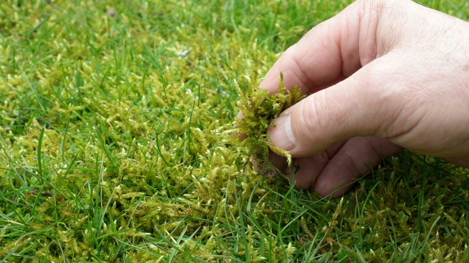 Gardening experts revealed a cheap hack that will remove moss with almost no effort