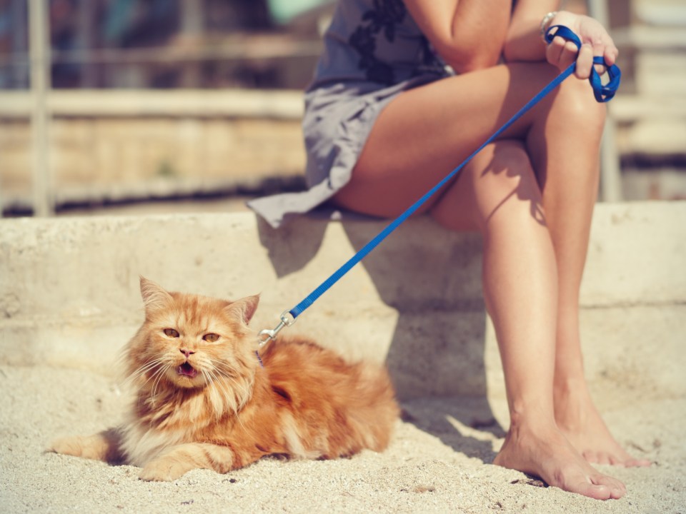 Want to take your cat on a well-deserved beach break? That will cost you!