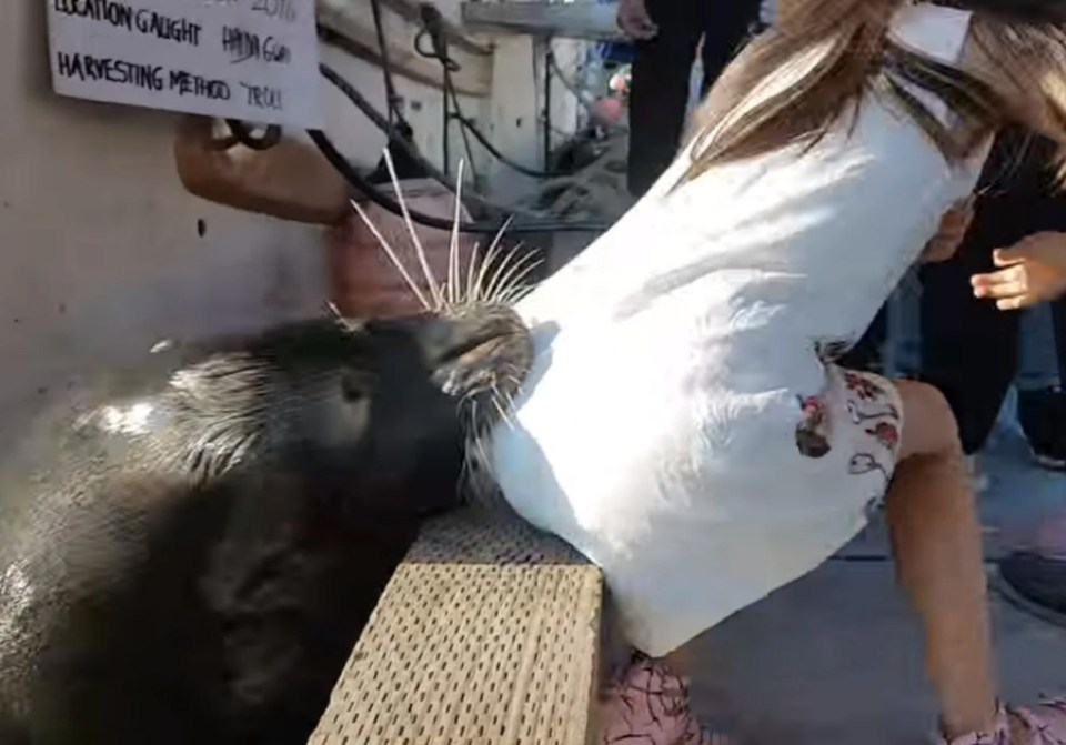 This little girl was dragged into the ocean off a dock by a sea lion