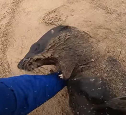 A conservationist was bitten by the unpredictable sea creature while trying to free it from a fishing line