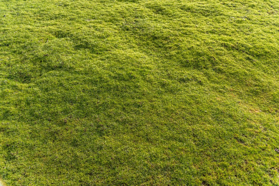 Uneven grass can be sorted without the need for an expert