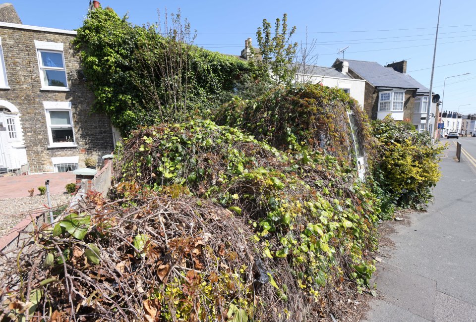 The shrubbery sometimes blocks the path by the road when it is allowed to grow