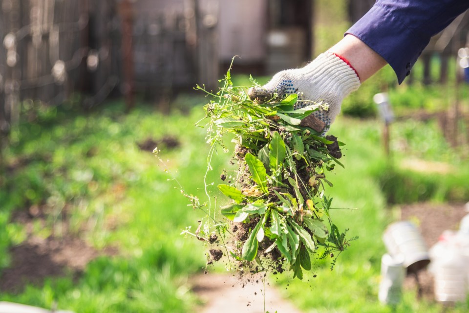 Getting on top of weeds can drive even the most patient gardener to distraction