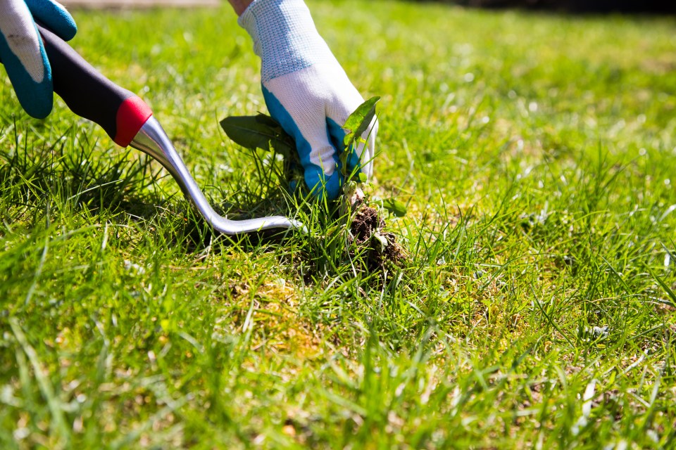 You need to tackle any weeds head on