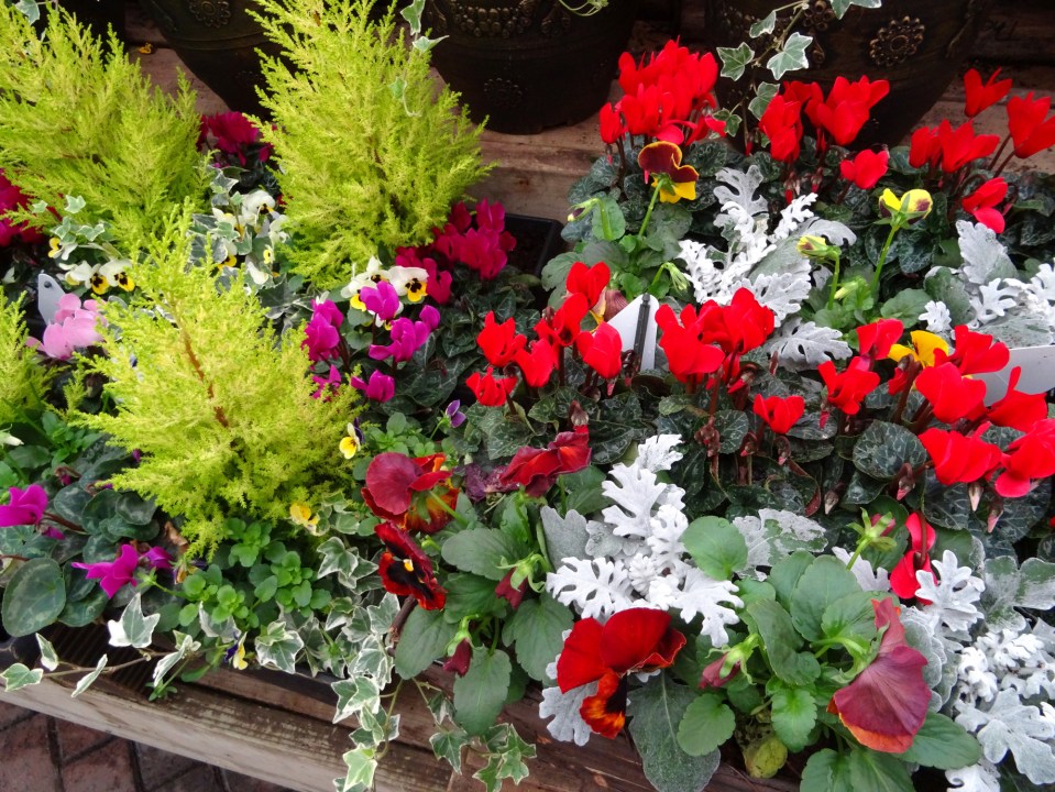 Picking the right time to put your bedding plants out is the key to them thriving