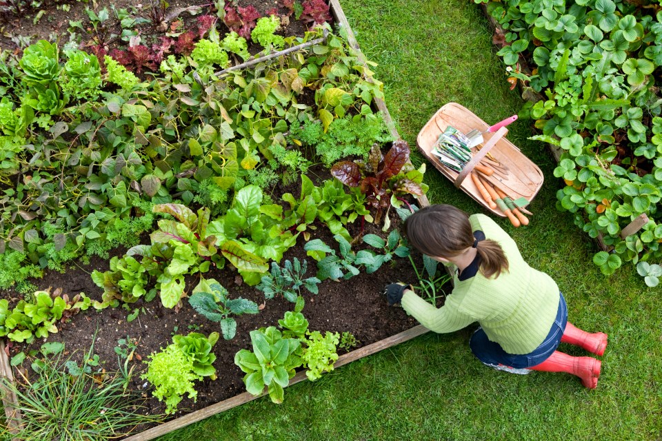 Garden bedding is a great way to brighten up your outdoor space