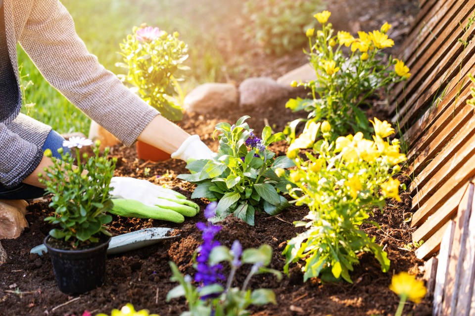 Borders can be great places for bedding plants