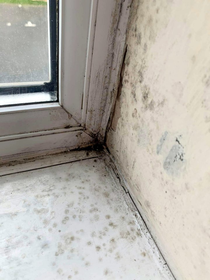 The mould has been scraped away by experts - but it has since grown back with a vengeance