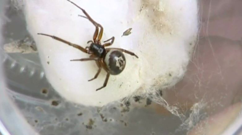 The false widow is Britain’s most venomous spider that has a bite as painful as a wasp’s sting