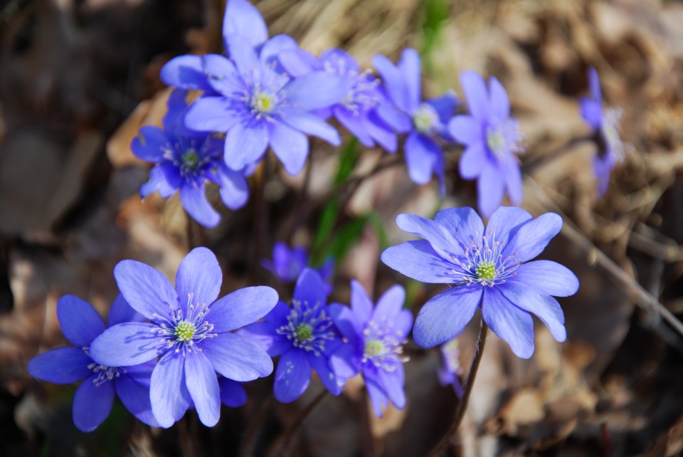 Hepaticas are a great springtime flower that loves shaded spots