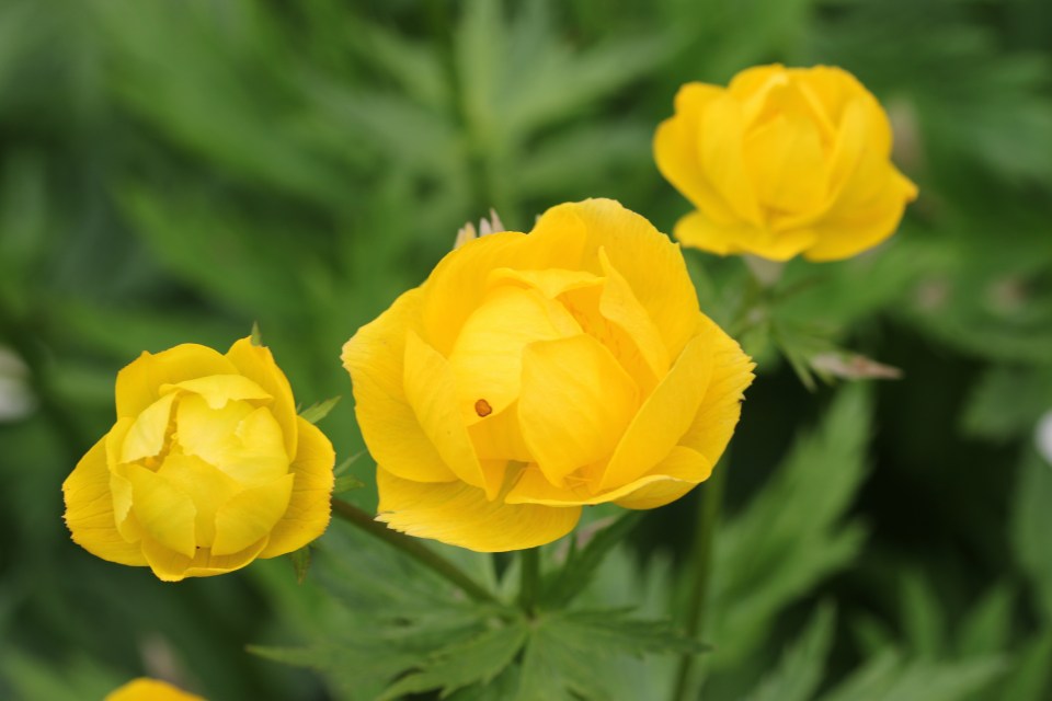 Globeflowers can grow up to three feet tall and love damp soil - perfect to grow in a bog garden