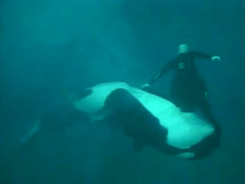 Ken Peters said he always thought the orca would let him go