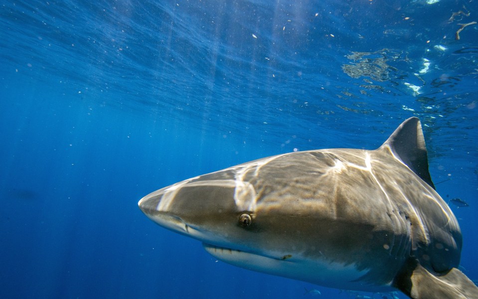 He used bubbles from his oxygen tank to beat off the shark