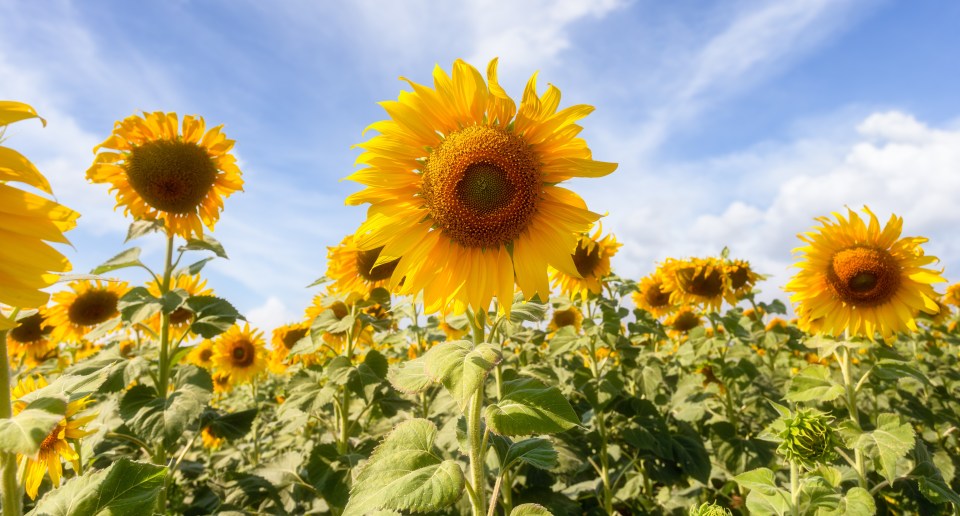 Sunflowers are a good choice if you're a first-time cut flower gardener