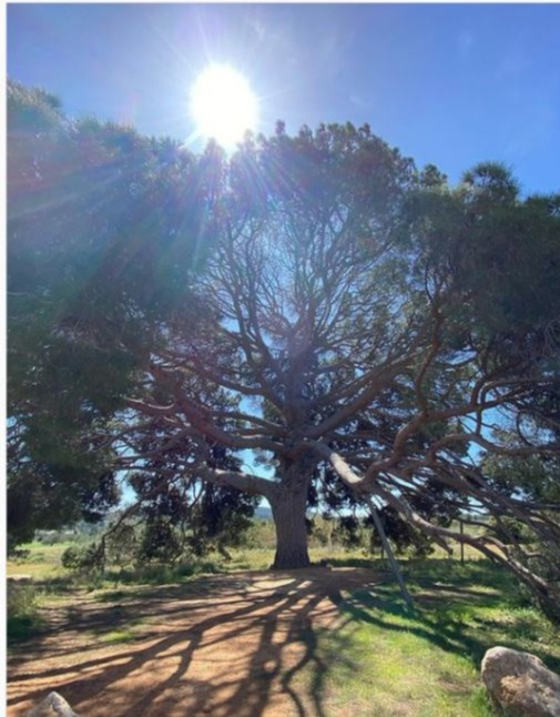 Calvin proposed under this tree on his Ibiza estate