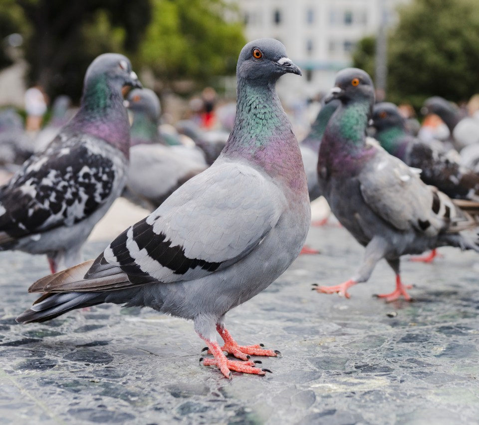 Pigeons can be quite the pest, but there are ways to discourage them