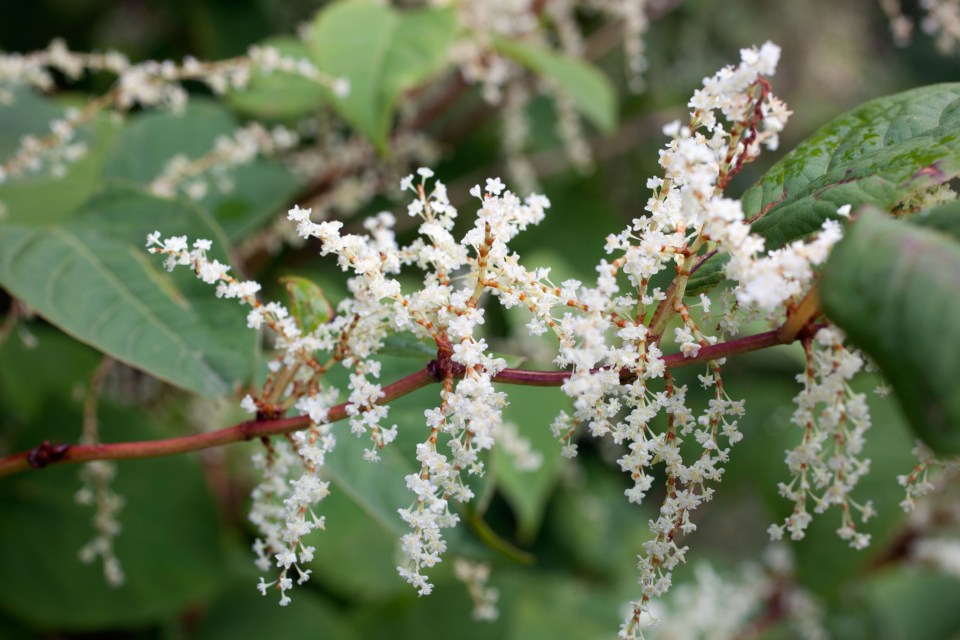 Japanese knotweed lies dormant during the winter, before emerging with rapid growth in the spring