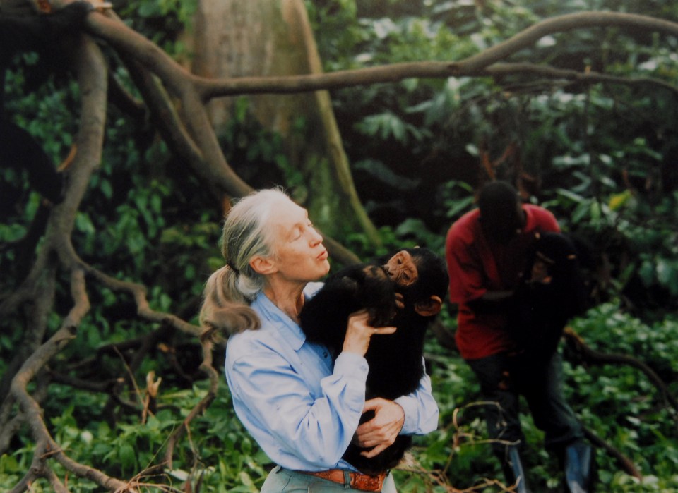 Dr Goodall, 88, has dedicated most of her life to studying primates