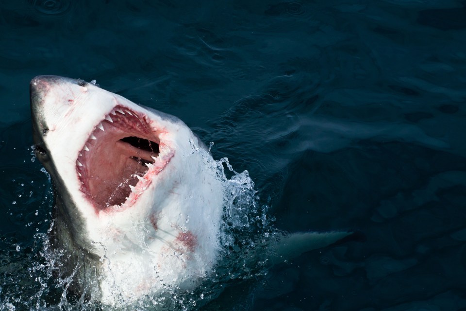 Frank Logan was mauled by a great white shark and survived by playing dead