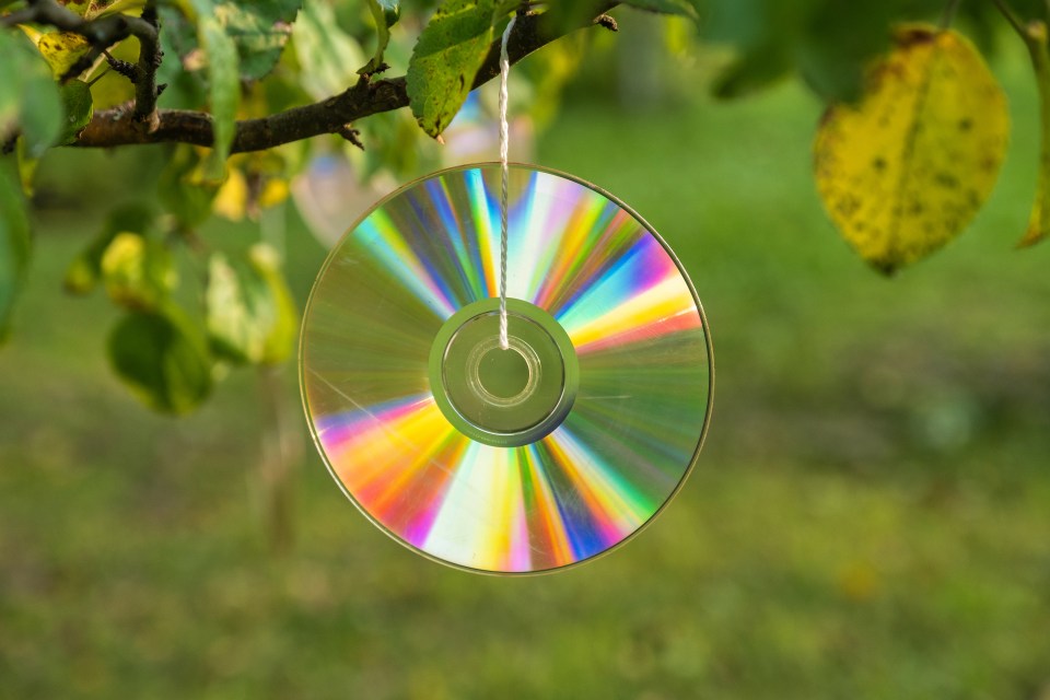 Hanging blank CDs up can deter pigeons with their reflective surfaces