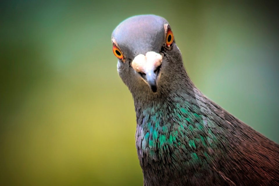 Bird repellents include spikes, gels and ultrasonic devices