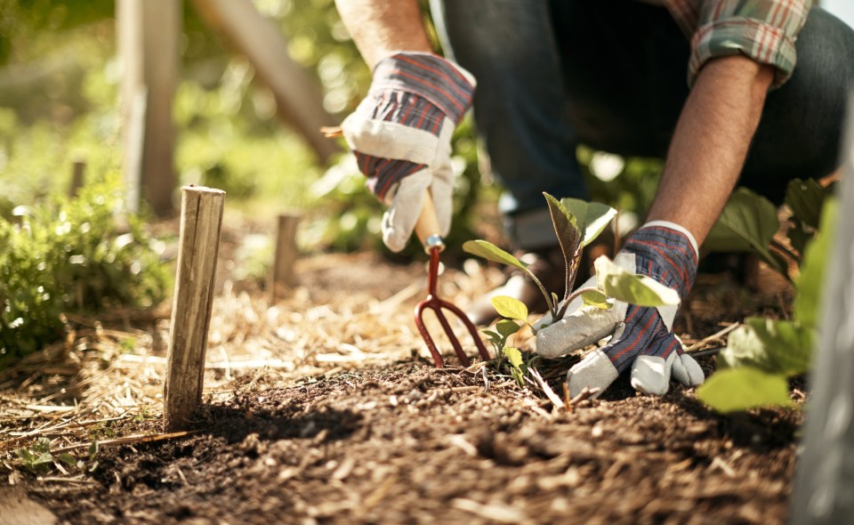 Pruning is just one of the job to do for summer that you might've forgotten about