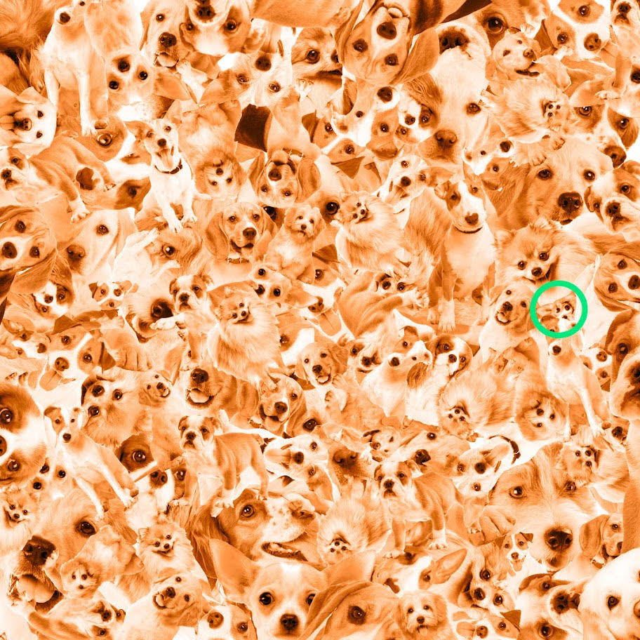 Did you find the Corgi?