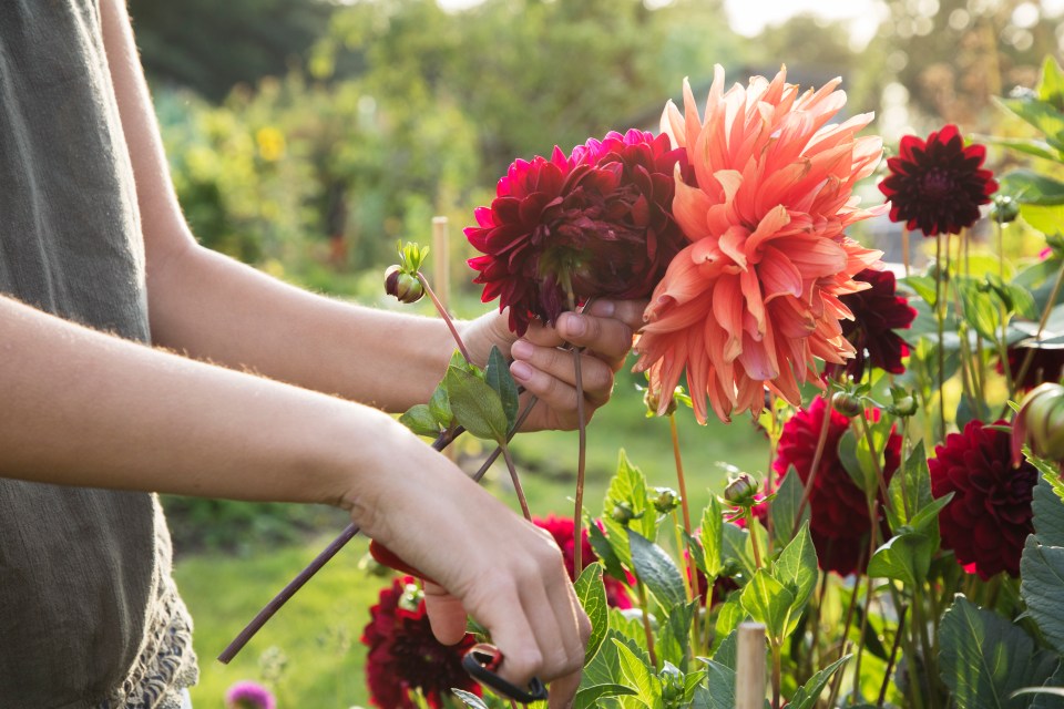 What exactly is cut flower gardening and how do you get started?