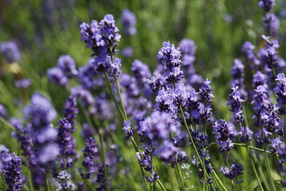 Lavender is not just for your garden, it's also perfect for your bedroom