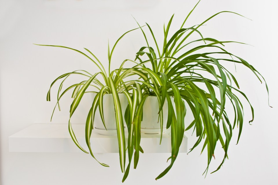 Spider plants are a great choice for the bedroom