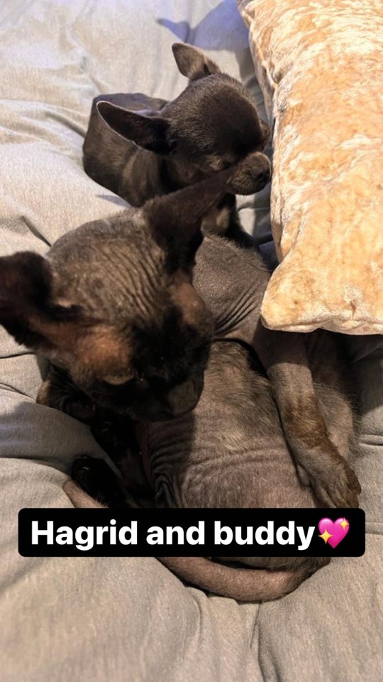 Katie spent quality time with her adorable pooches