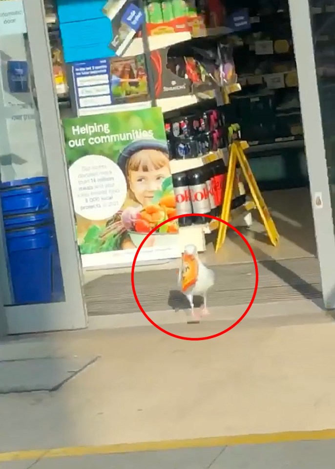 A seagull which has stolen £300 of snacks by regularly trotting into a Tesco has been caught on camera with its latest haul